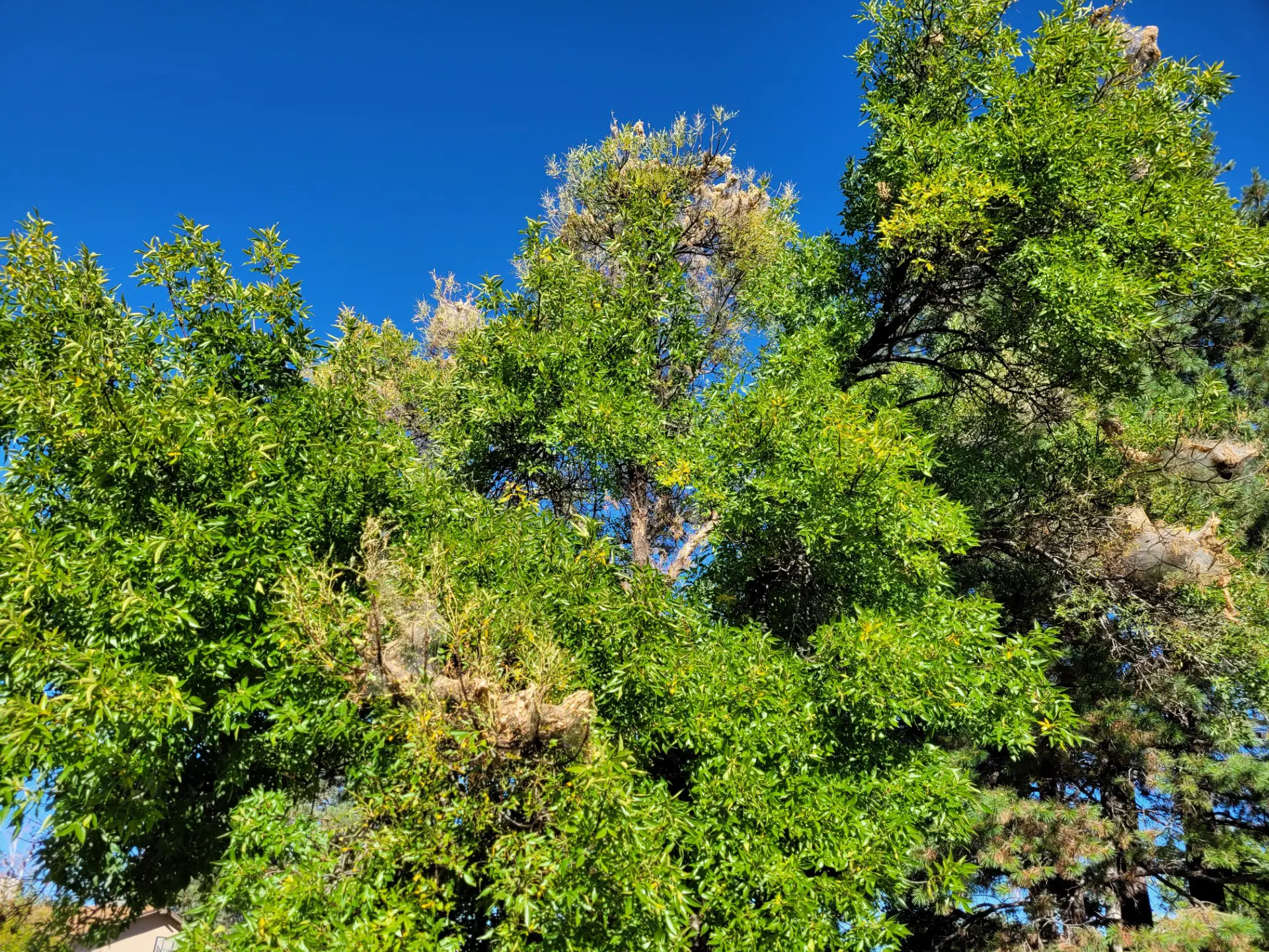 This is a photo of an infected tree.