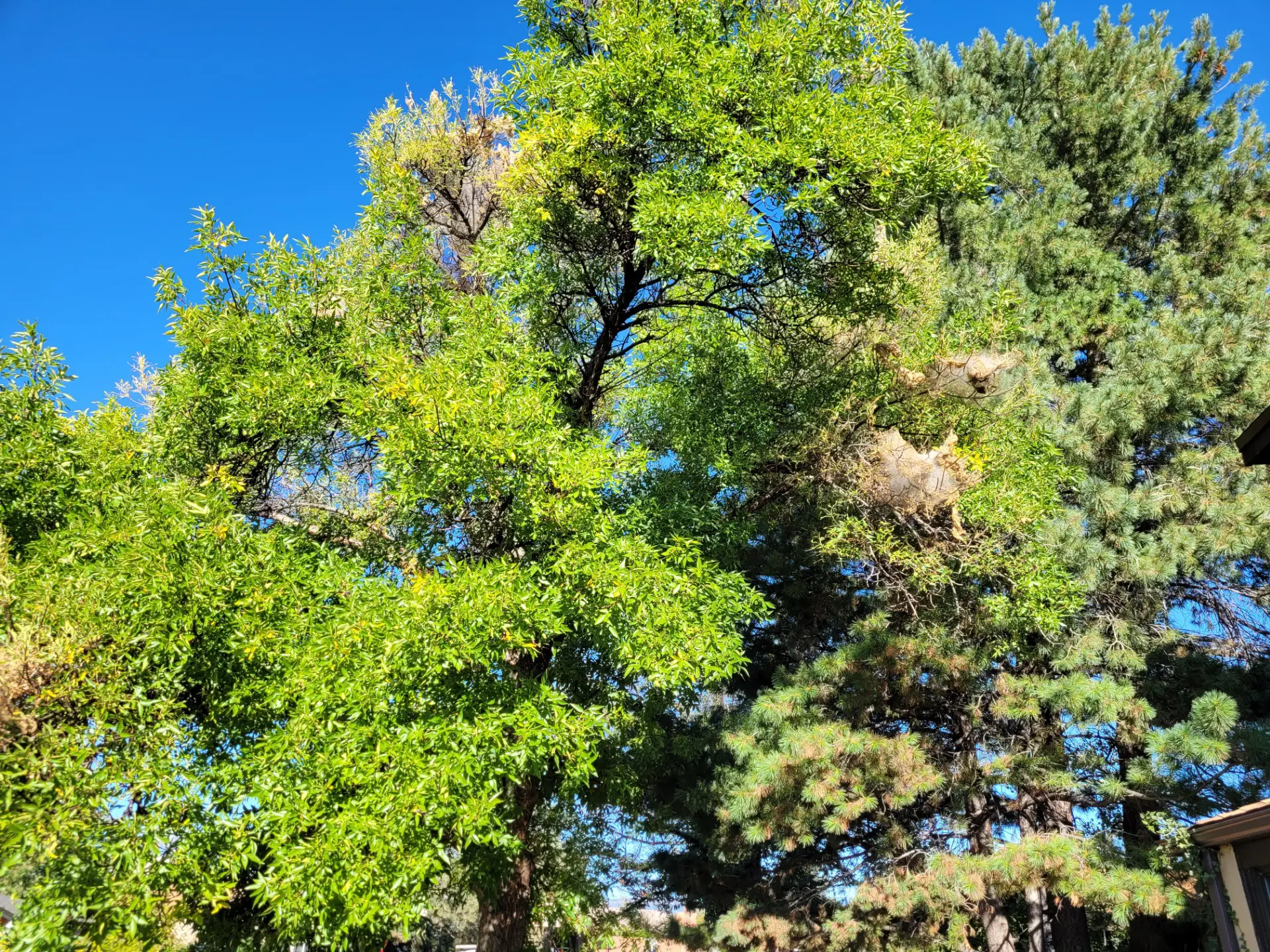 This is a photo of an infected tree.