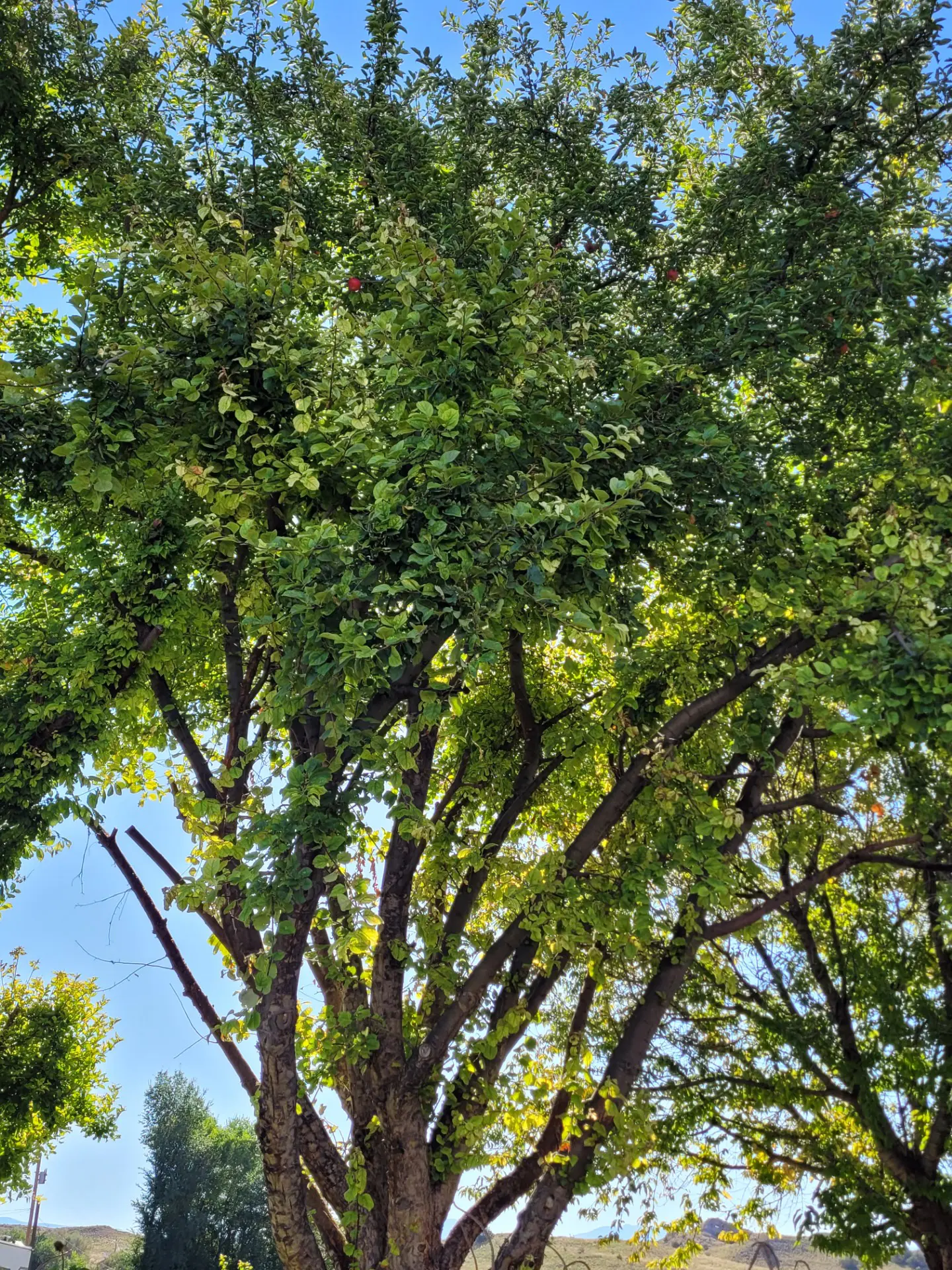 Photo of a healthy tree