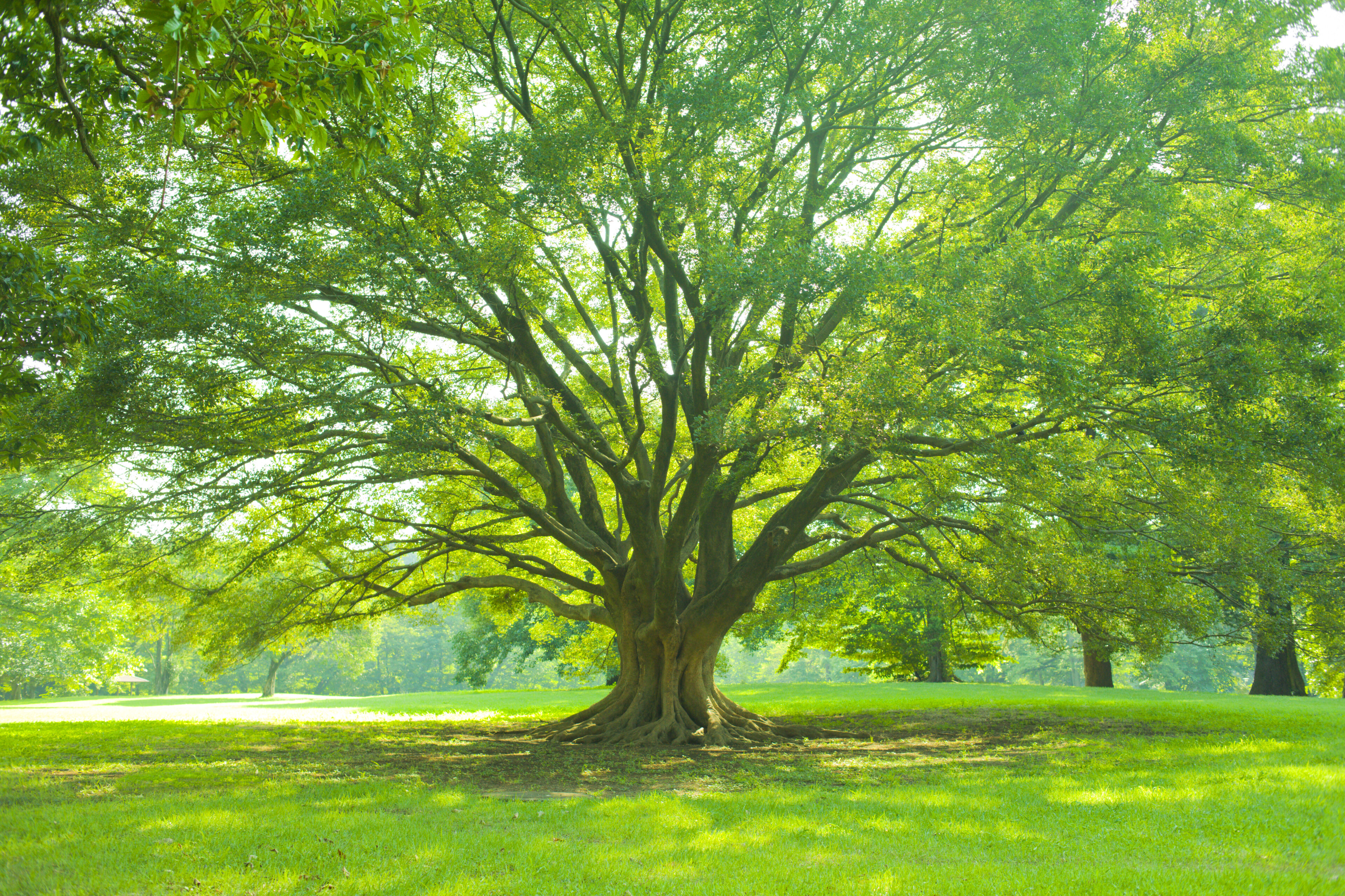 Large tree in sunny green park.