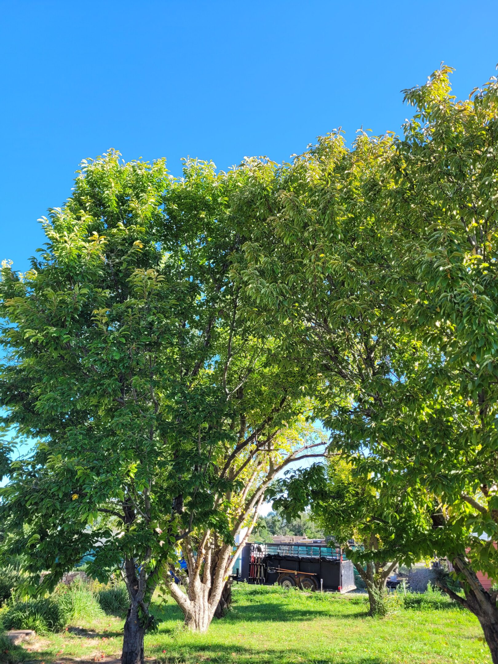 Healthy Trees