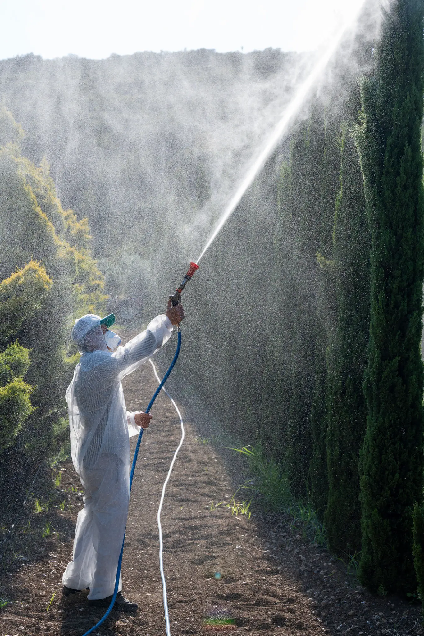 Spraying Trees